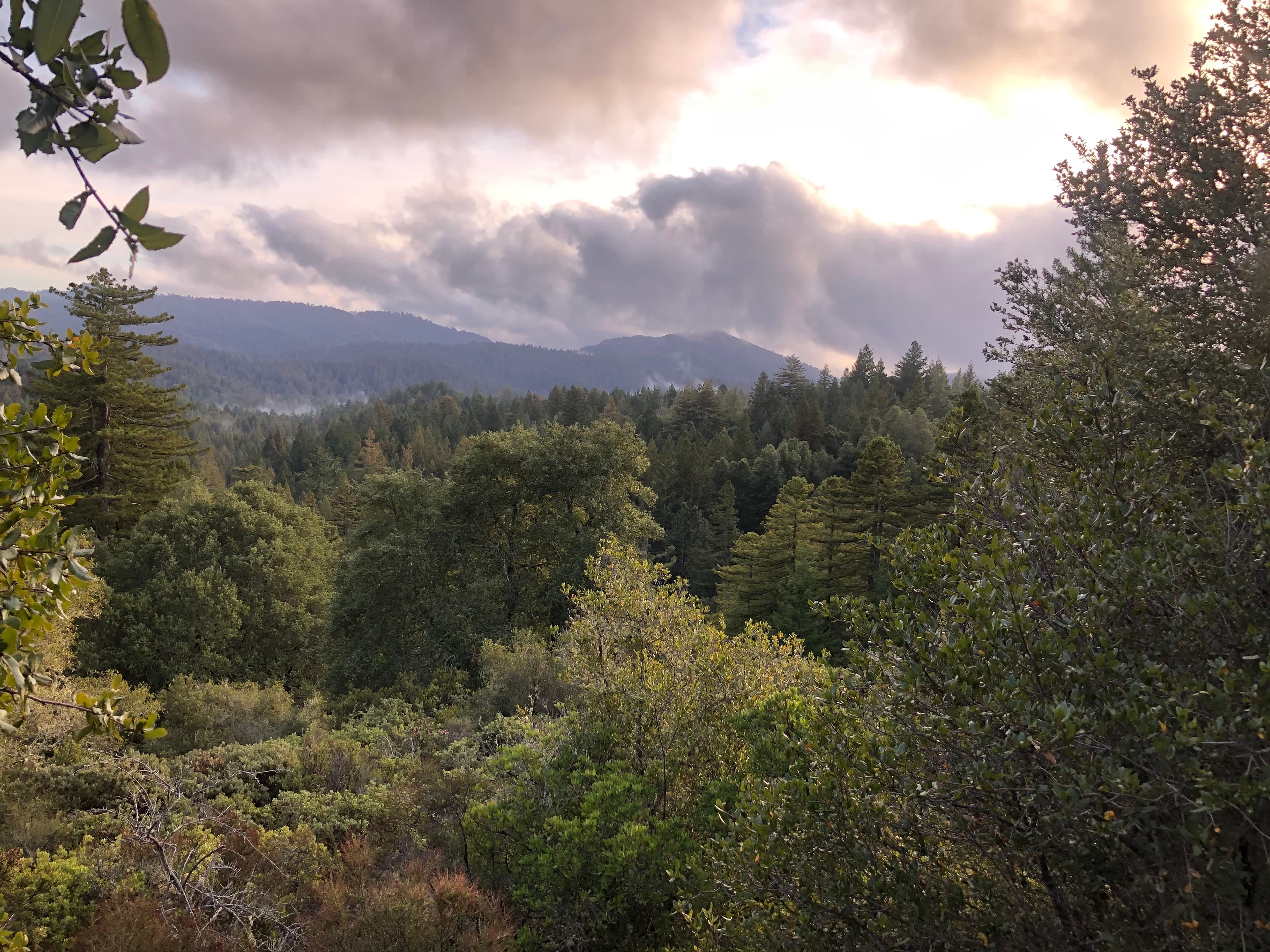 Big Basin Redwoods State Park, California — January 2020
