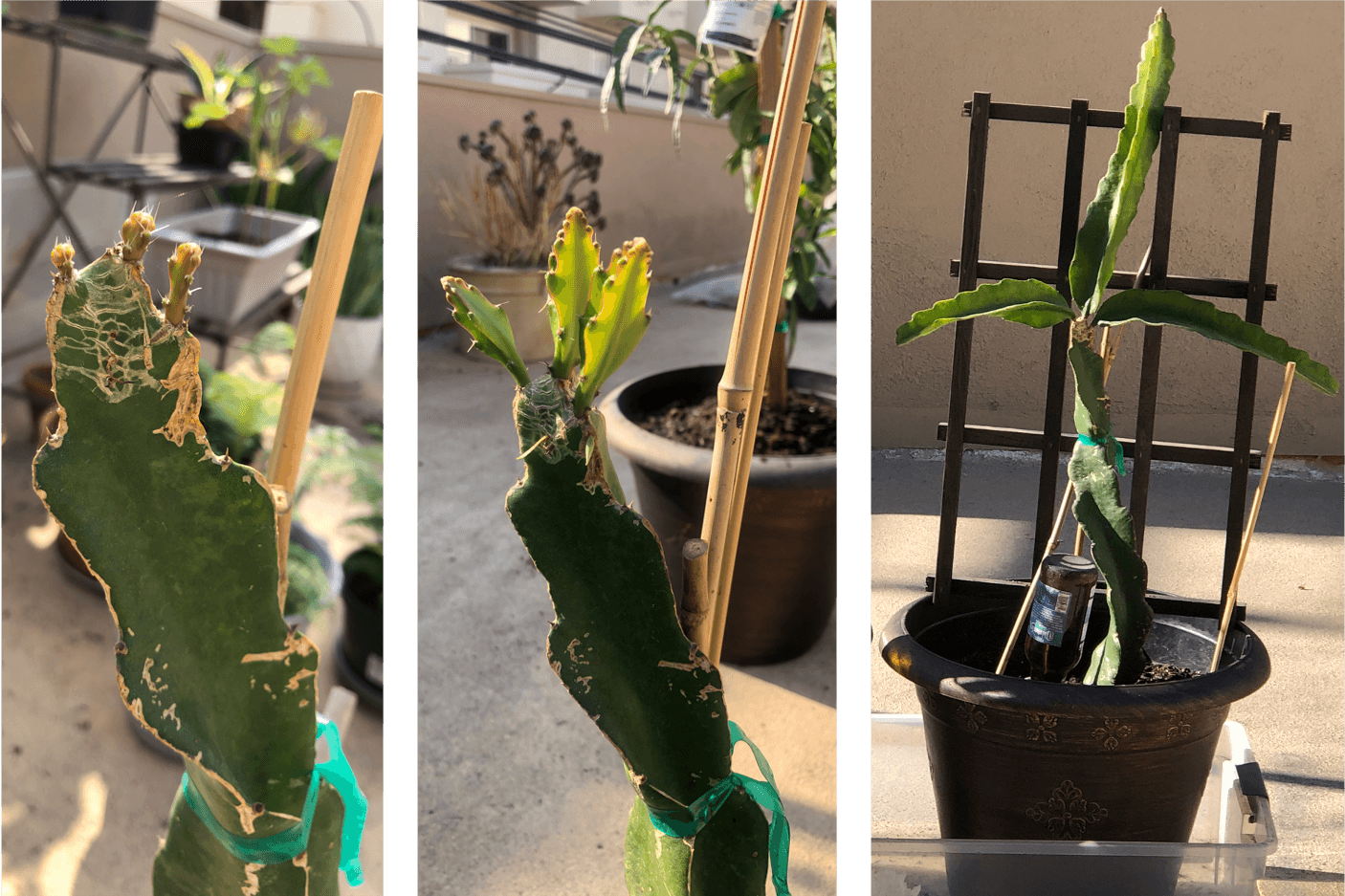 Red flesh dragonfruit — my pride & joy