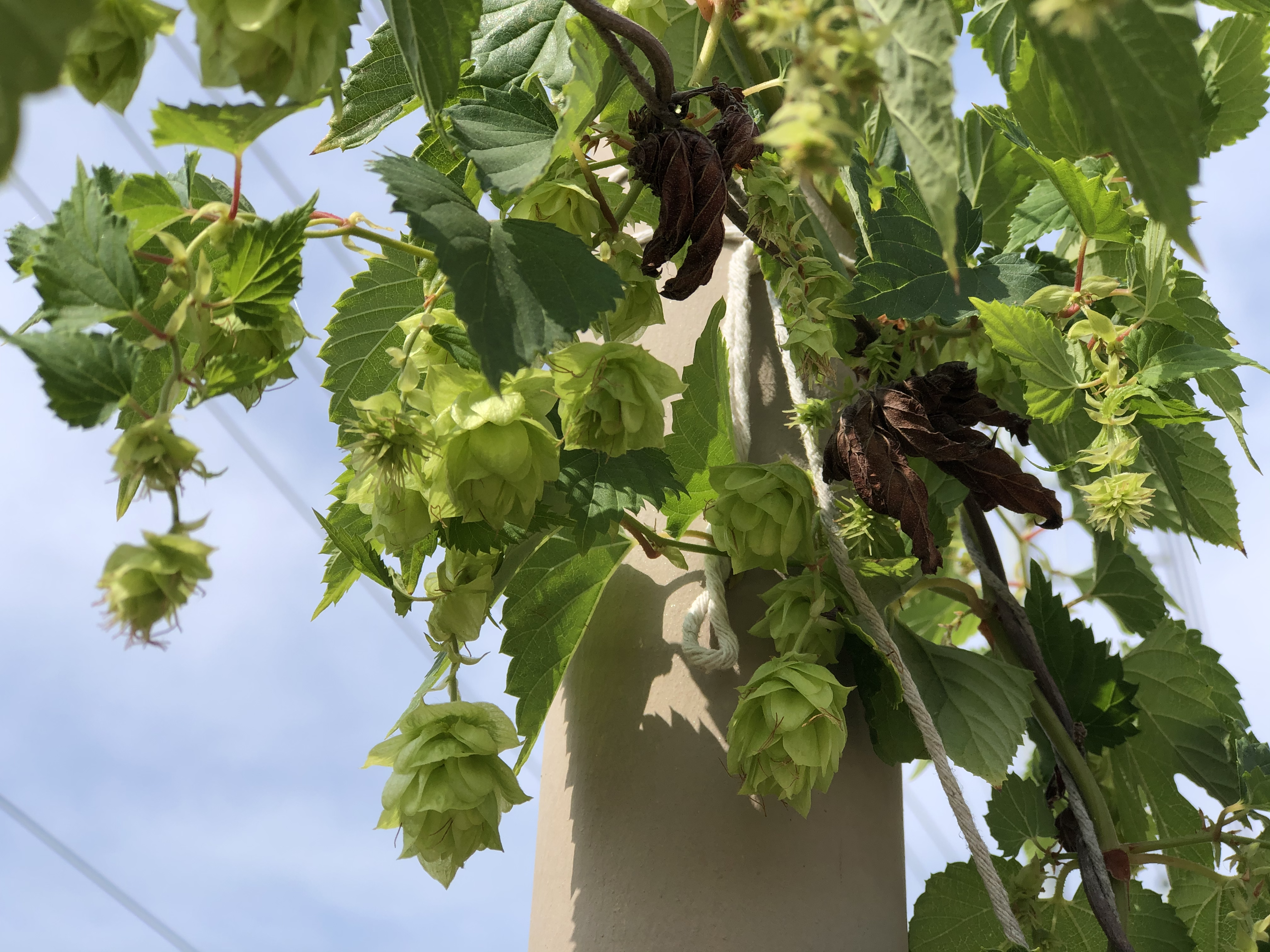 Cascade hops
