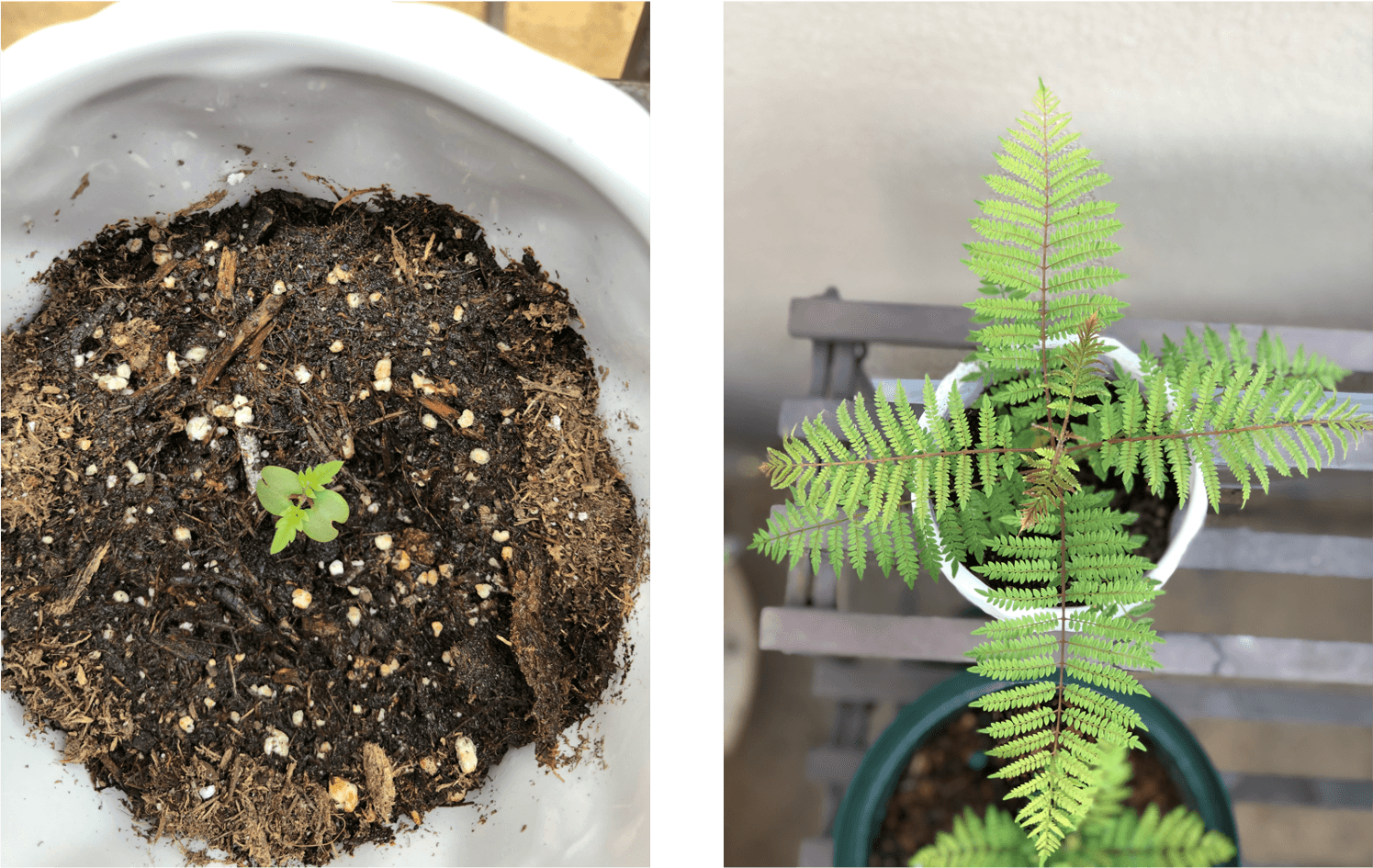 Jacaranda tree, grown from a seed
