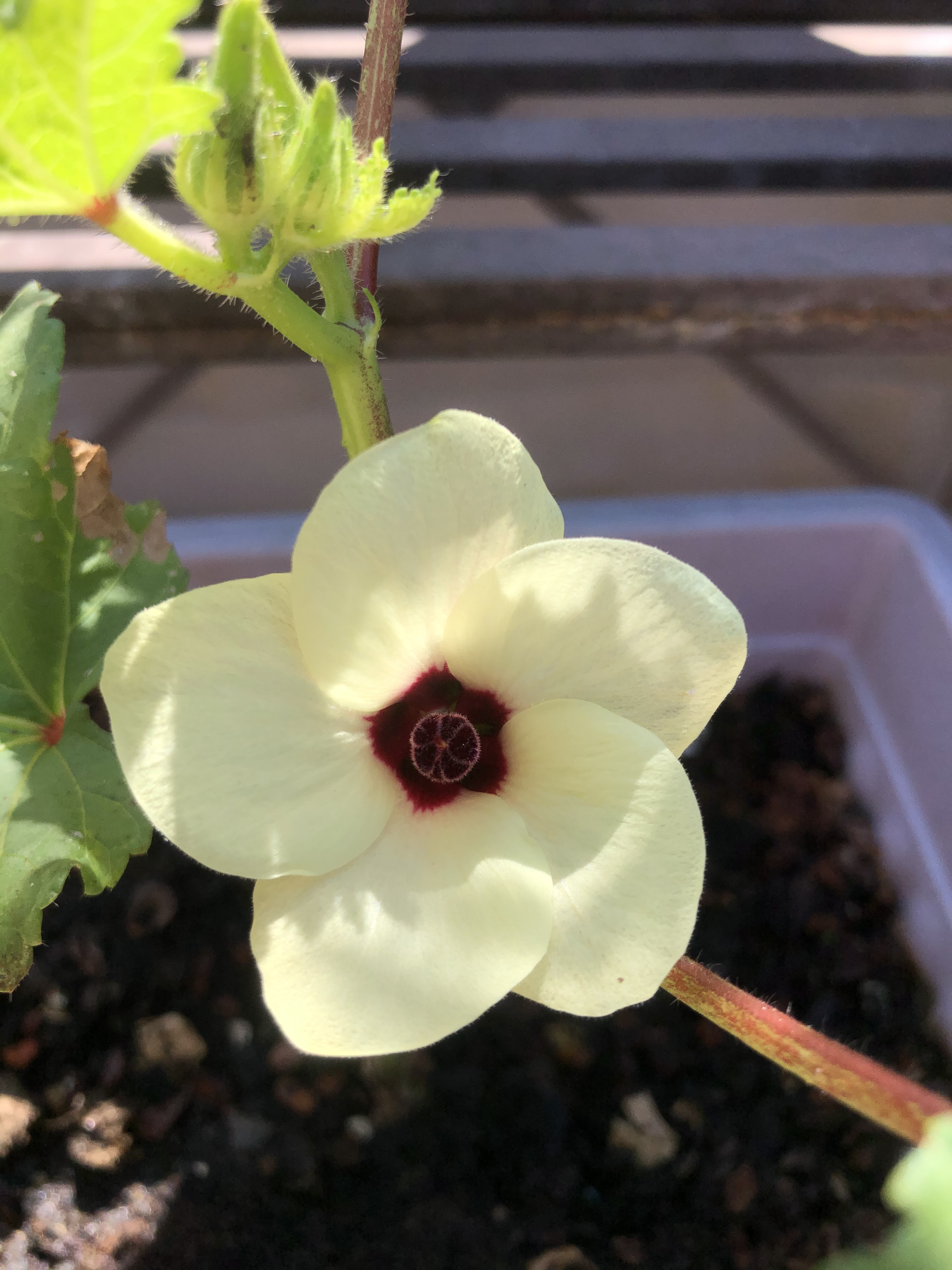 Okra flower