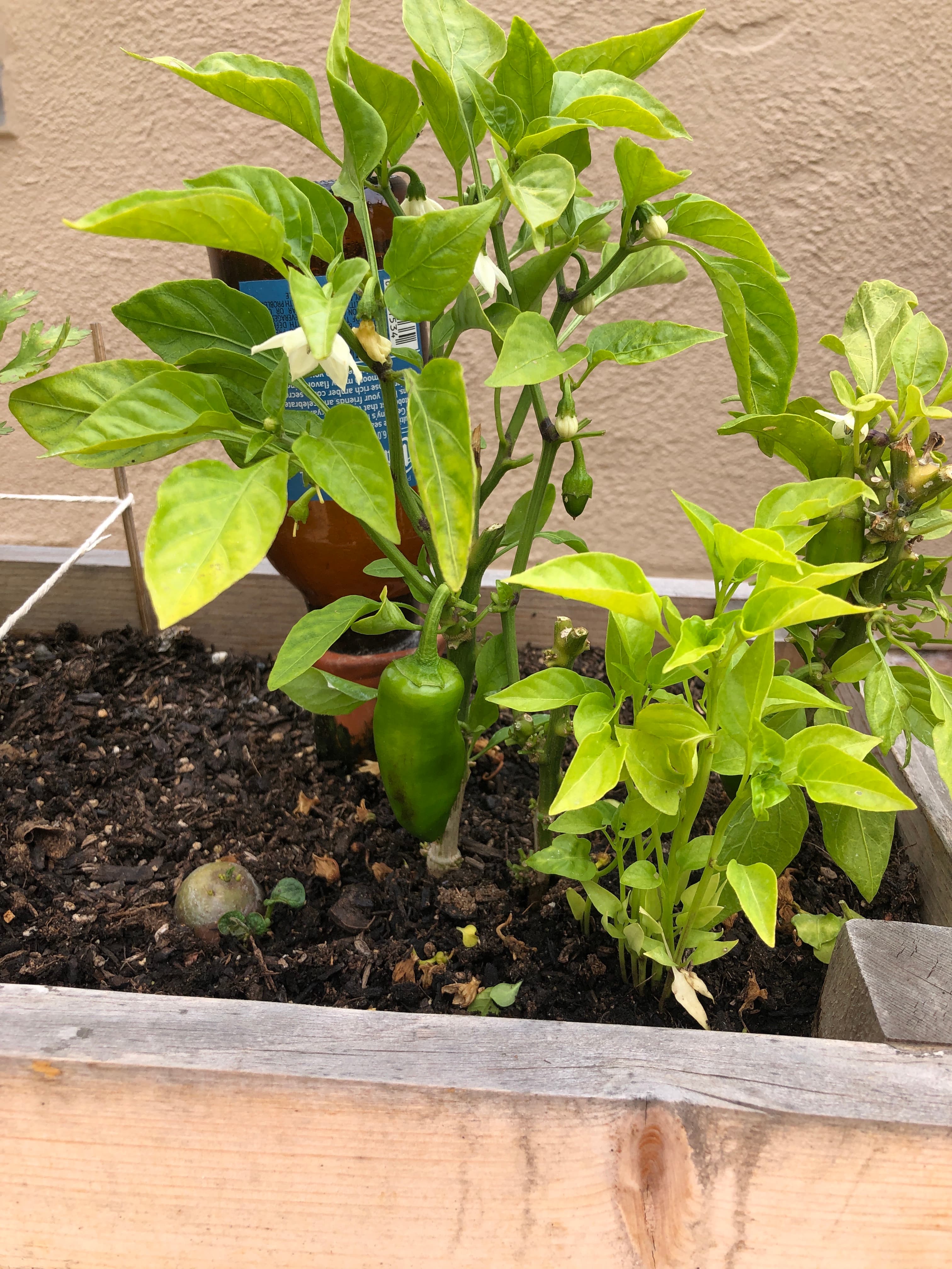 Peppers