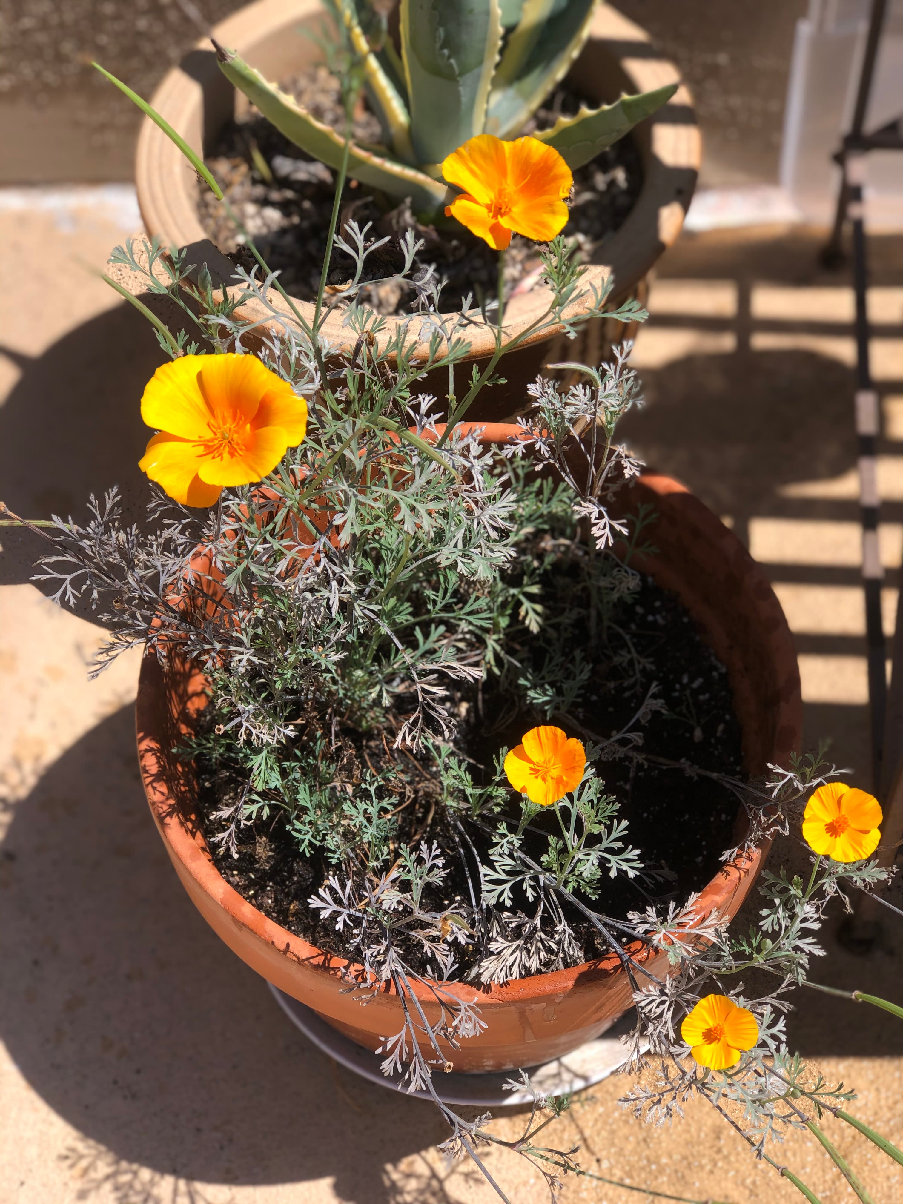 California poppies