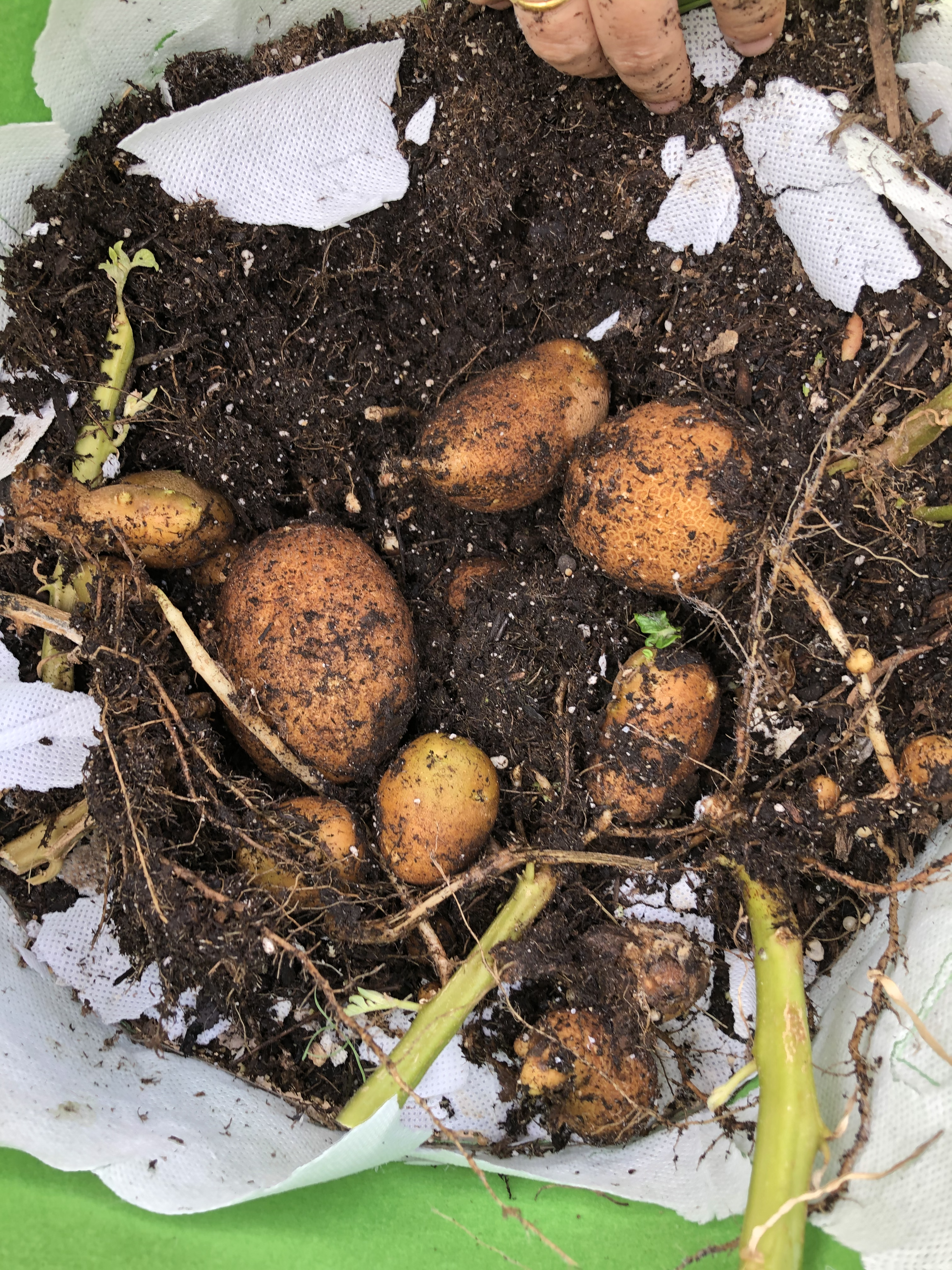 Potatoes