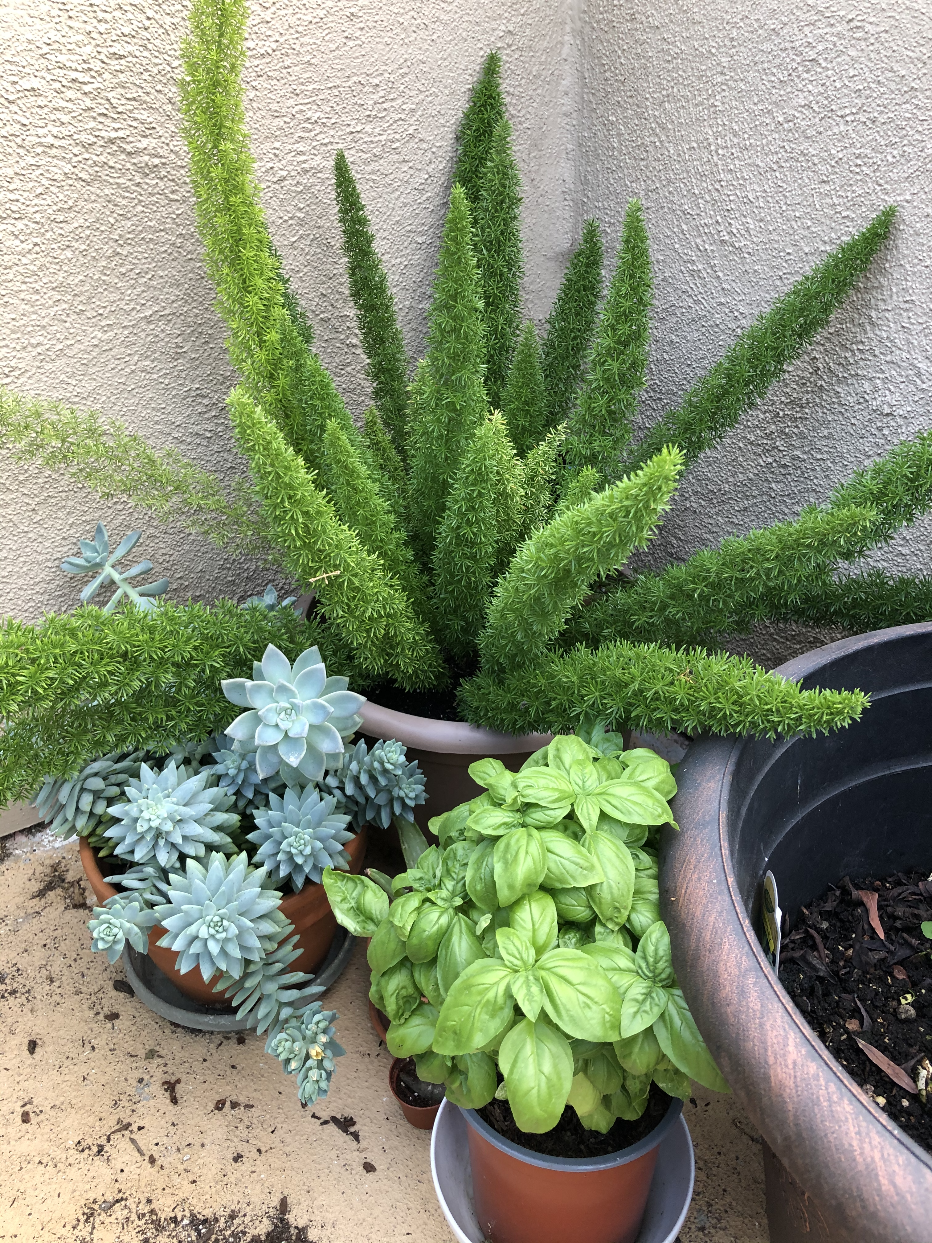 Asparagus fern, basil & succulents