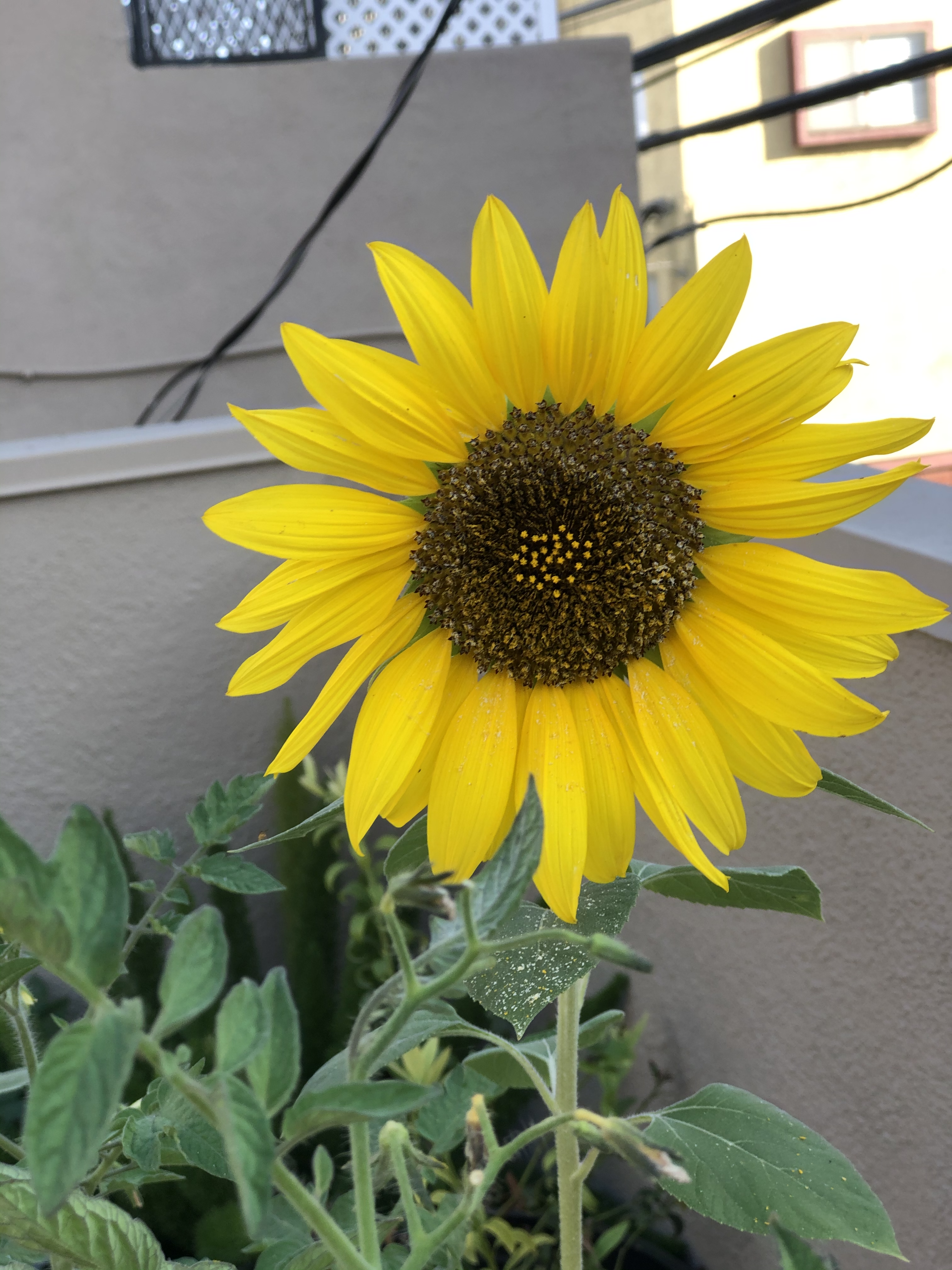 Sunflower