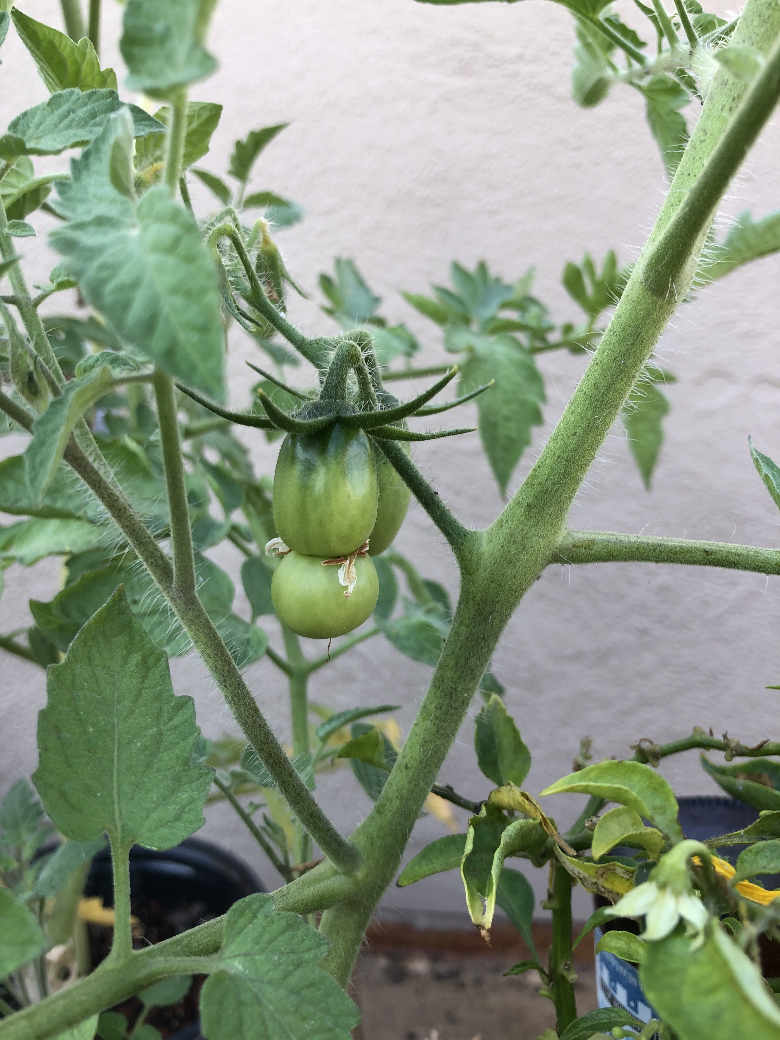San Marzano tomato