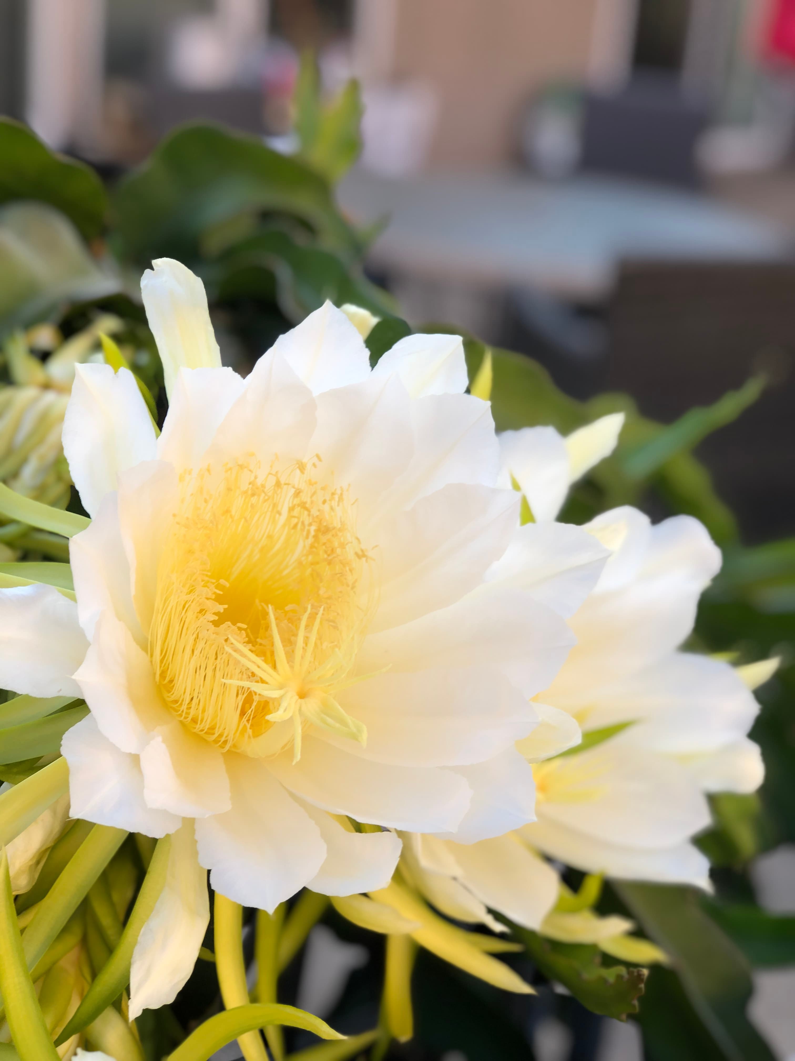 Dragonfruit flower