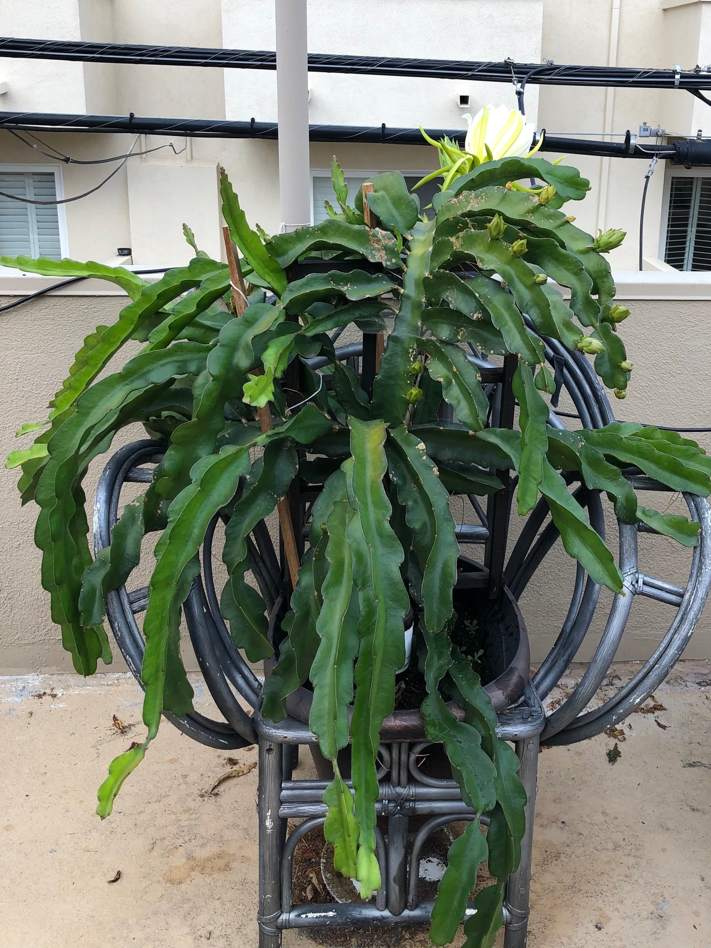 Dragonfruit tree