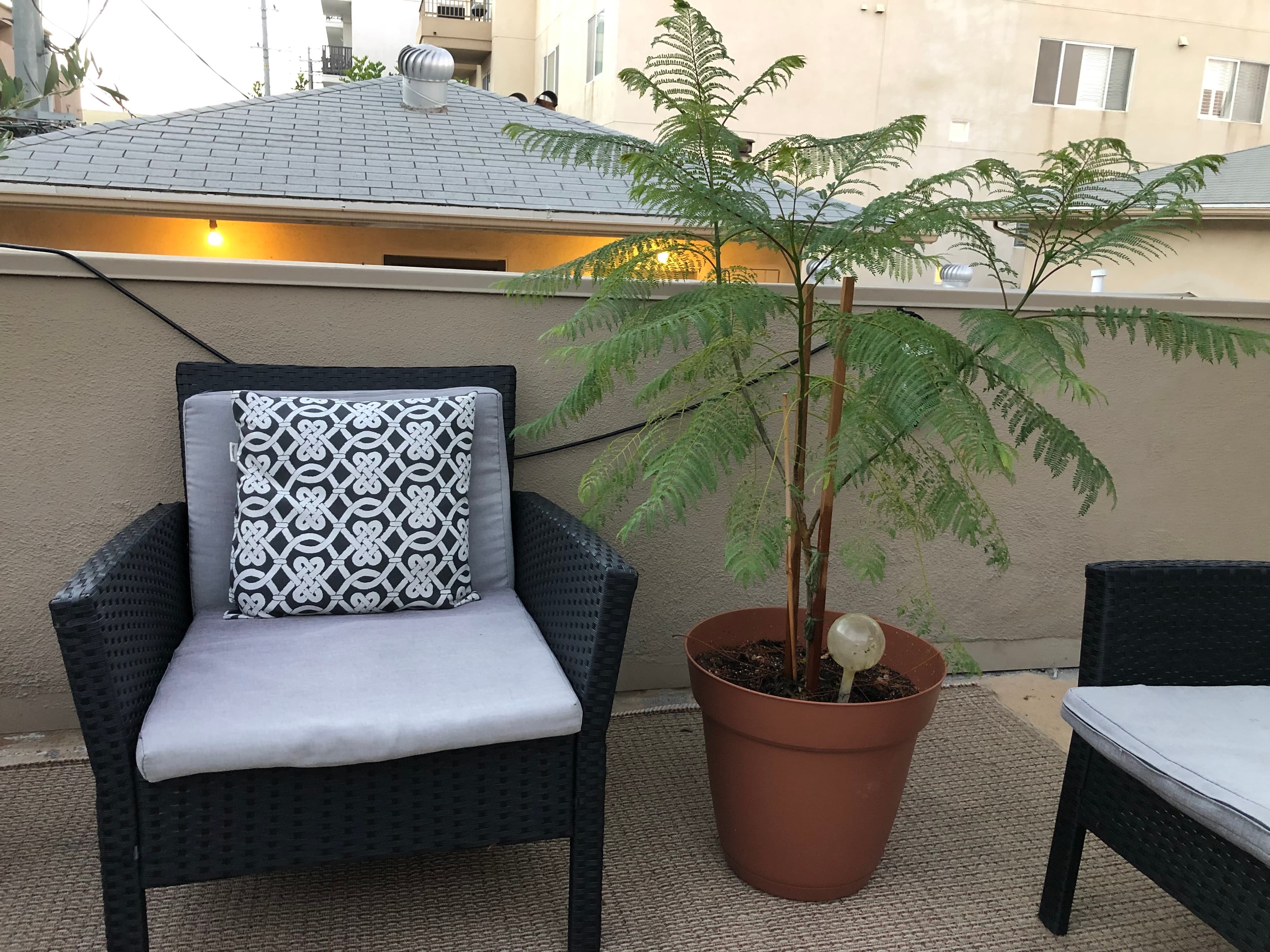 Jacaranda tree